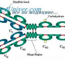 Imunoglobulin lehké řetězce. Organizace imunoglobuliny