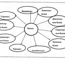 Hlavními chemickými složkami živých organismů. různé faktory
