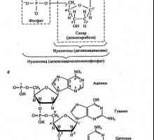 Hlavními chemickými složkami živých organismů. lipidy