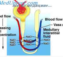 Regulace objemu intersticiální tekutiny. Rozdělení tkáňového moku