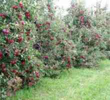 Vlastnosti slaboroslyh ovocných stromů