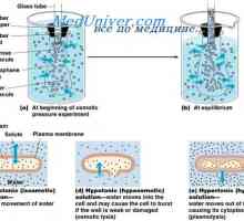 Objem a osmolarita tělních tekutin v patologii. Účinky infuze chloridu sodného