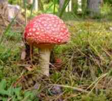 Mushroom otrava: příznaky, znaky, první pomoc, prevence, léčba