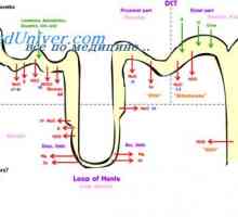 Ovariální cyklus. Folikulární fáze menstruačního cyklu