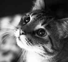 Pankreatitida u koček a kočka (kotě), způsobuje zánět slinivky břišní