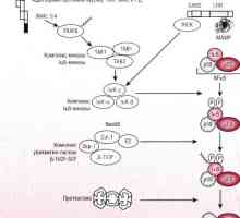 Patogeneze způsob NFKB / rel v reakci na bakterie střevního epitelu