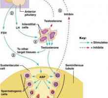 Peptidové vaječníků hormony. inhibins