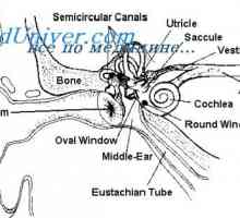 Vývoj středního ucha. Záložka vnějšího ucha