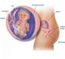 Placenty (fetální) cirkulace