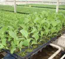 Příprava osiva a semenáčků ledového salátu na poli