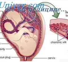 Vývoj plodu orgánů. Etapy vývoje embrya orgánů