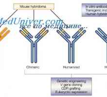 Modifikace protilátky po reakci s antigenem. komplementu center