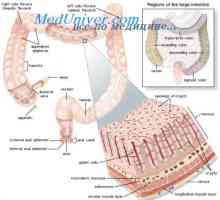 Hormonální řízení gastrointestinálního traktu. Hormony působí na střeva