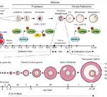 Polarita vajíčka. cytoplazmatická reorganizace