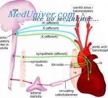 Vliv hypoxie na arteriální tlak. Síňové reflexy regulaci tlaku