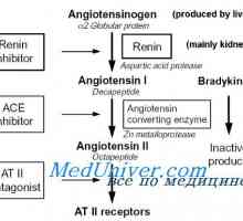 Angiotensin hypertenze. Goldblatt hypertenze