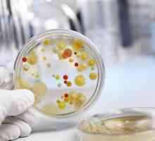 Výsev fekální bakterie přemnožení