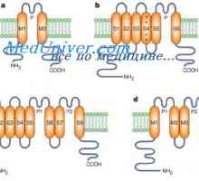 Sekvence akčního potenciálu. Role aniontů a vápenatých iontů ve vývoji akčního potenciálu