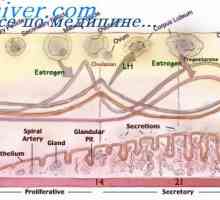 Na začátku ovulace. Luteální fáze menstruačního cyklu