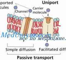 Buněčného proteinu kanály. Vtokových mechanismus proteinových kanálů