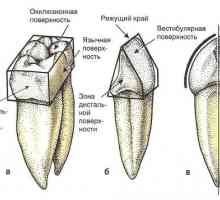 Povrch zubu, povrch zubu vzorec