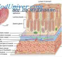 Sekrece vody a elektrolytů v gastrointestinálním traktu. Fyziologie hlenu zažívacího traktu