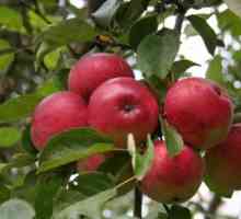 Rauty doprovázející vznik a prořezávání jabloní slaboroslyh