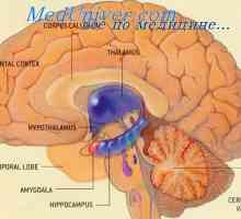 Účinky stimulace amygdala. Kluver-Bucy syndrom