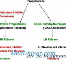 Syntéza progesteronu, metabolismus. progesteronové receptory