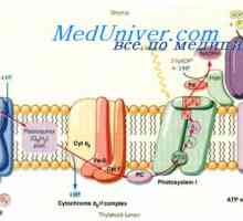 Bazální metabolismus. Mechanismy regulující BMR