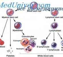 Původ kmenové buňky. embryonální kmenové buňky