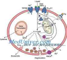 Protinádorová účinnost dendritických buněk. Účinek Immunovac-sn-4 na přirozené imunity
