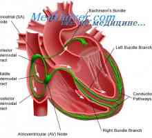 Srdečního převodního systému. sinusového uzlu