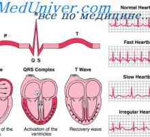 Srdečního cyklu. Komunikační EKG a srdeční cyklus
