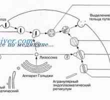 Lysozomy a peroxisomů. buněčné mitochondrie