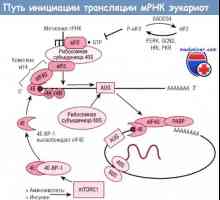 Cesta iniciace translace mRNA během syntézy proteinů