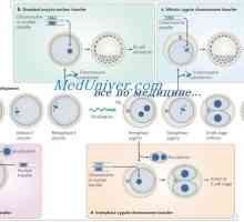 Early folikulogeneze. Transkripční faktory a zona pellucida