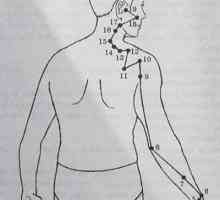 Umístění a anatomie těla bodů pro aromaterapii. Meridián tenkého střeva