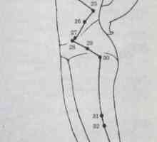 Umístění a anatomie těla bodů pro aromaterapii. Meridián žlučníku