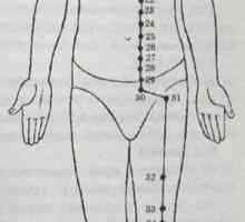 Umístění a anatomie těla bodů pro aromaterapii. meridiánu žaludku