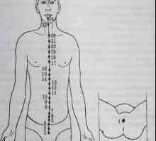 Umístění a anatomie těla bodů pro aromaterapii. Zadnesredinny Meridian du-May