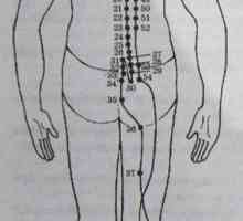 Umístění a anatomie těla bodů pro aromaterapii. močový měchýř Meridian