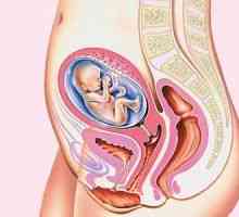 Umístění vnitřních orgánů v průběhu těhotenství
