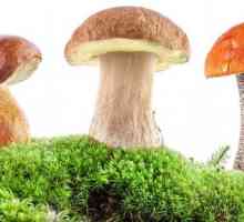 Ještě houby jsou povoleni žaludeční vřed?