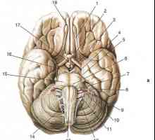 Vývoj a principy konstrukce hlavových nervů