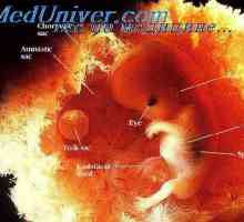 Rozvoj lidských embryí. Studium embryí a plodů