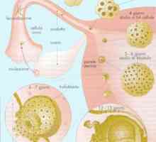 Fetální vývoj nervové soustavy. V rané fázi formování nervového systému u plodu