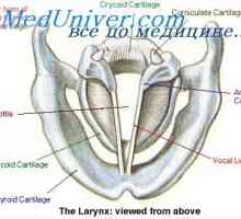 Vývoj trávicího systému. Časný vývoj hlavy embrya