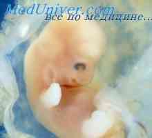Vývoj kmene embrya. Stadium vývoje embrya kufru