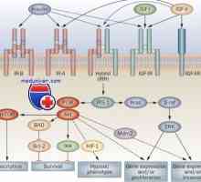 Receptorů s tyrosin kinázy. Receptory pro inzulín a růstové faktory